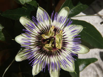 Bild 103 aus  Dichtlhof