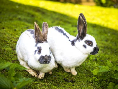 Bild 53 aus  Kropflehen