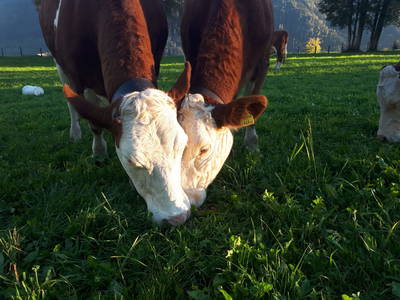 Bild 16 aus  Ferienwohnung Hettlgrub