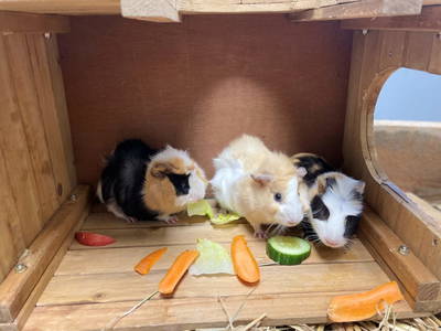 Bild 53 aus  Knappenhof