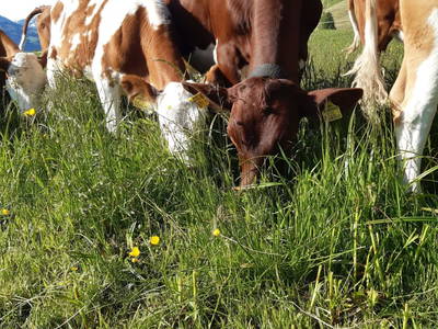 Bild 26 aus  Simmern