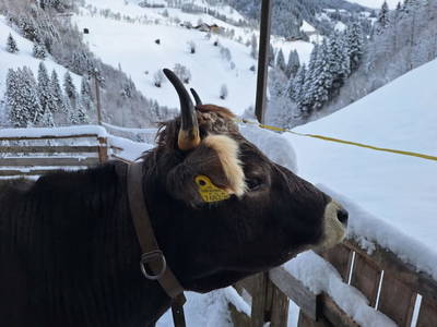 Bild 42 aus  Pfandlinghof