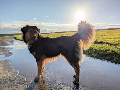 Bild 10 aus  Ferienbauernhof Gerig