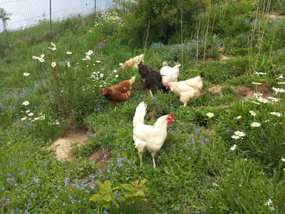 Bild 14 aus  Sweet Home Alpacas