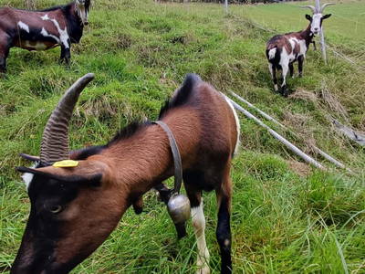 Bild 145 aus  Almhütte Brandgut