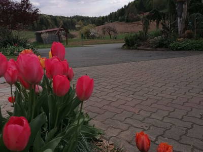 Bild 58 aus  am Jaukhof Fam. Stiendl