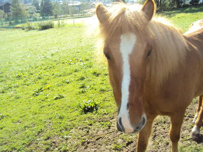 Bild 45 aus  Oberegghof