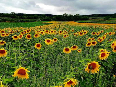 Bild 43 aus  Ferienhaus Weinviertel