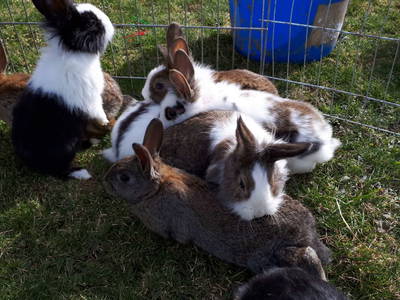 Bild 56 aus  Hüttstädterhof