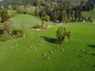 Bild 6 aus  Sebaldus Camping - Bio-Bauernhof Grubbauer