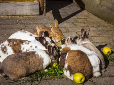 Bild 55 aus  Ederbauer