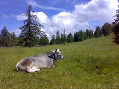 Bild 34 aus  Wietererhof