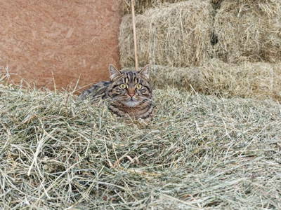 Bild 57 aus  Landhaus Eiter