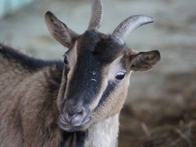 Bild 38 aus  Marteshof