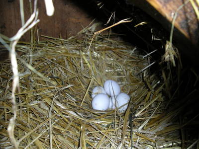 Bild 91 aus  Biohof Schmidbauer