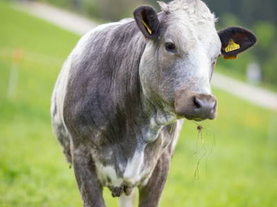 Bild 30 aus  Bauernhof Streitenau