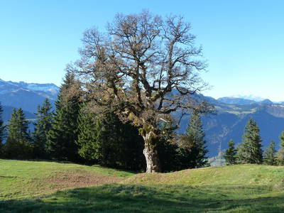 Bild 26 aus  Ferienhof-Felder