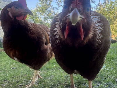 Bild 18 aus  Kinderbauernhof Albeineler Pitztal Tirol