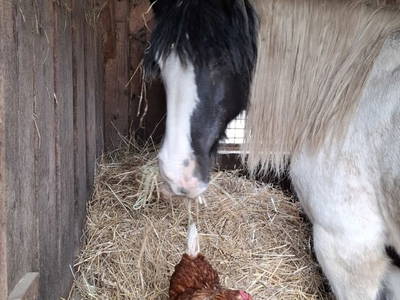 Bild 203 aus  Zehentnerhof