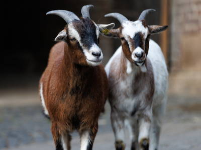 Bild 4 aus  Der Wassermannshof