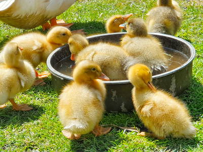 Bild 17 aus  Ferienhof   Witte Haubarg                -  2025 Beliebtester Ferienhof für Familienurlaub