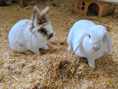 Bild 17 aus  Victorhof Ferienwohnungen