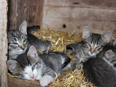 Bild 15 aus  Simmernhof - Familienurlaub auf dem Bauernhof