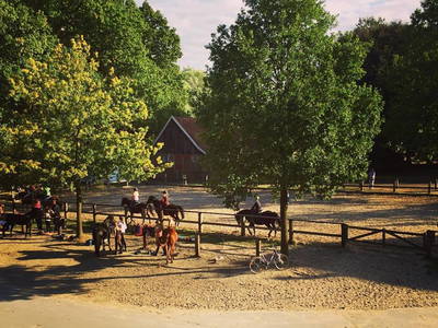 Bild 20 aus  Ponyhof Georgenbruch - Gutshof mit Ferienwohnungen, Pensionsstall und Reitschule