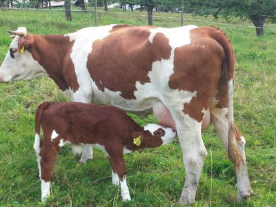 Bild 8 aus  Maierhof