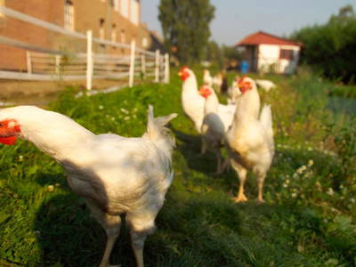 Bild 32 aus  Ferien am Schloss