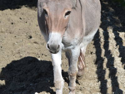 Bild 13 aus  Landgut Moralthof