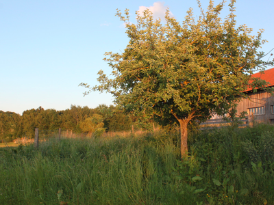 Bild 12 aus  KnallerbsenHof