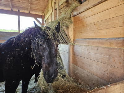Bild 7 aus  Steigerwälder Zwergenhof ihr kleiner Kinder-Bauernhof für Familien- und Gruppenurlaube