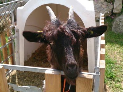 Bild 17 aus  Untersieglerhof