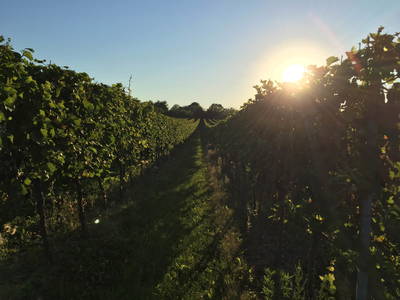 Bild 19 aus  FamilienWeinGut Feser mit Ferienwohnungen, Vinothek und Erlebnis am Jakobsweg-Rheinhessen