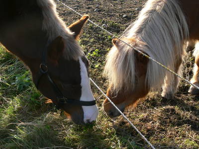 Bild 29 aus  Ferienhof Rösch