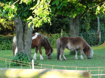 Bild 13 aus  Ferienhof Süllwold