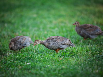 Bild 24 aus  Gutshof Dragefeld