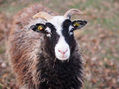 Bild 26 aus  Gut Pälitzhof