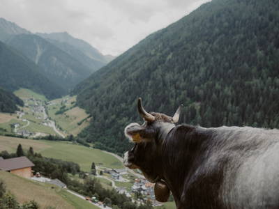 schön ist es- am Gogerer Hof