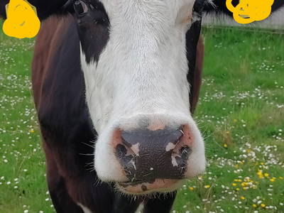 Bild 29 aus  Bioland - Bauernhof Andreßen