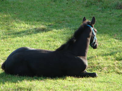 Bild 11 aus  Gut Büchenau  -  Auszeit für Erholungsuchende & Naturliebhaber