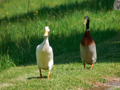 Bild 10 aus  Maierhof