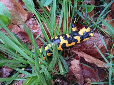 Bild 19 aus  Bauernhof Rupertiblick