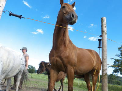 Bild 23 aus  Stefanutti Hof