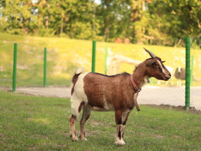 Bild 20 aus  Ferienhof Ostarle