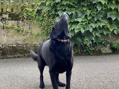 Bild 54 aus  Familien-Bauernhofurlaub im Herzen der Schweiz