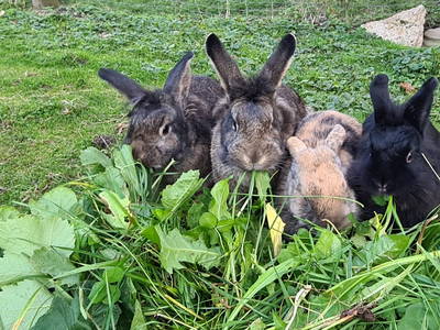 Schleipfnerhof - unsere Hasen