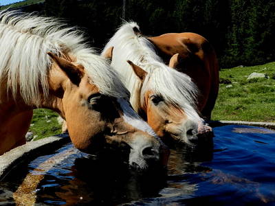 Bild 9 aus  Lärchhof