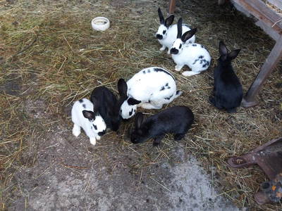 Bild 15 aus  Bruggerhof